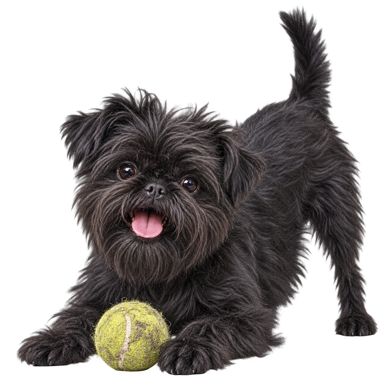 Doggy Notepad