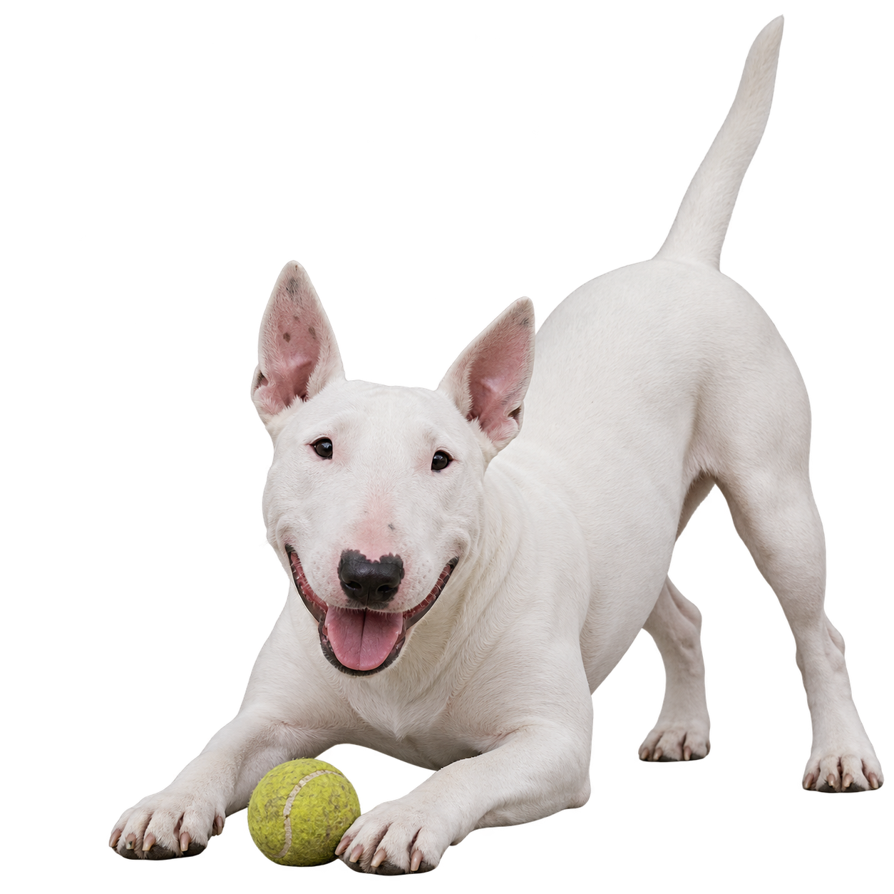 Bull Terrier.png