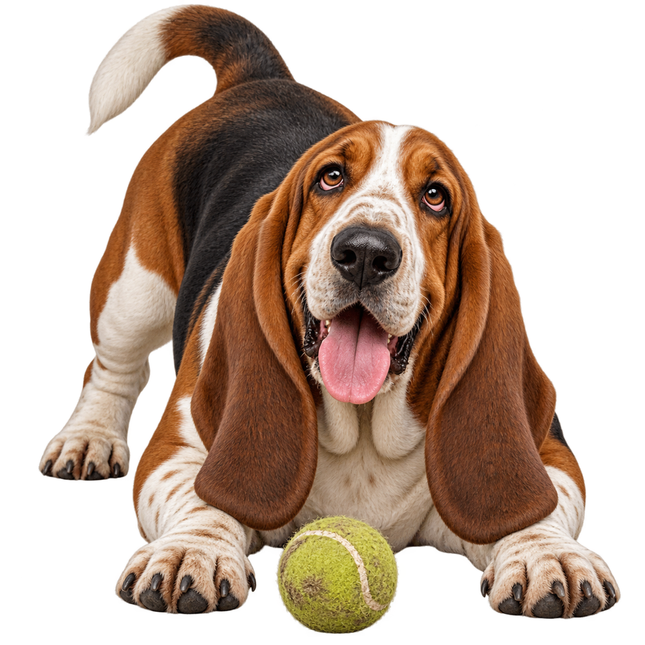 Basset Hound.png