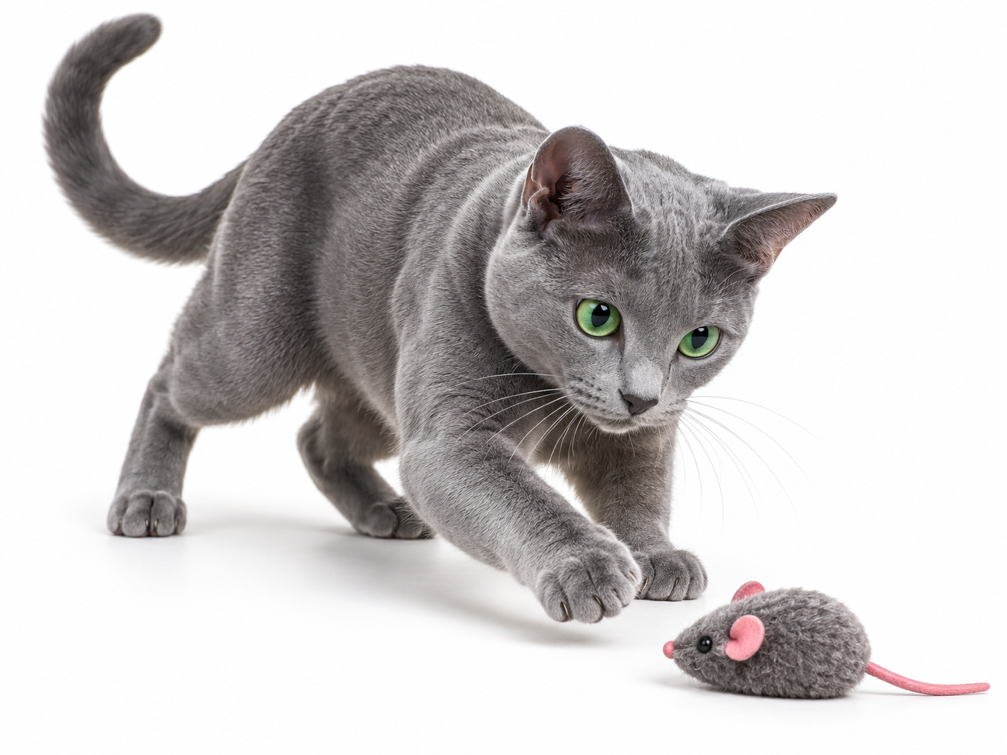 Korat.png
