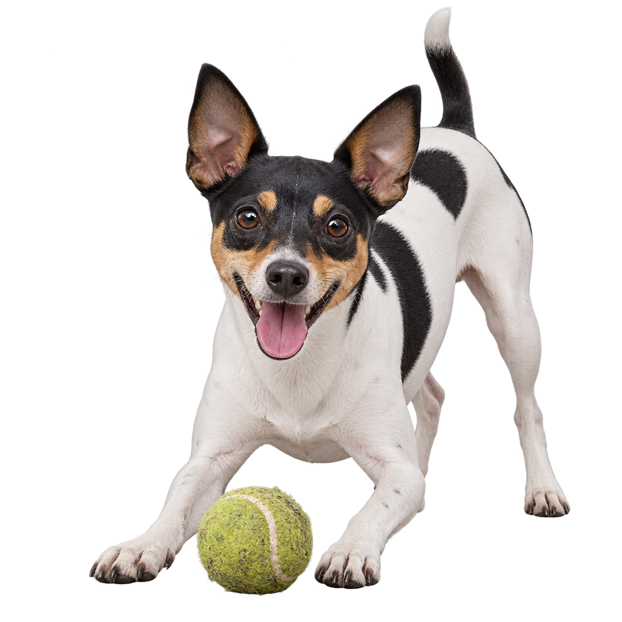 Rat Terrier.png
