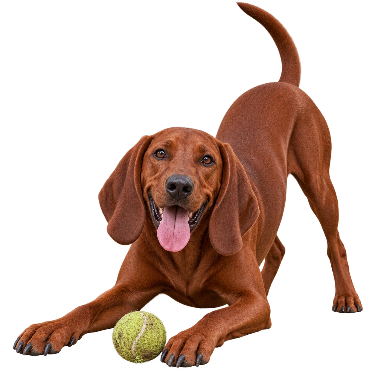 Redbone Coonhound.png