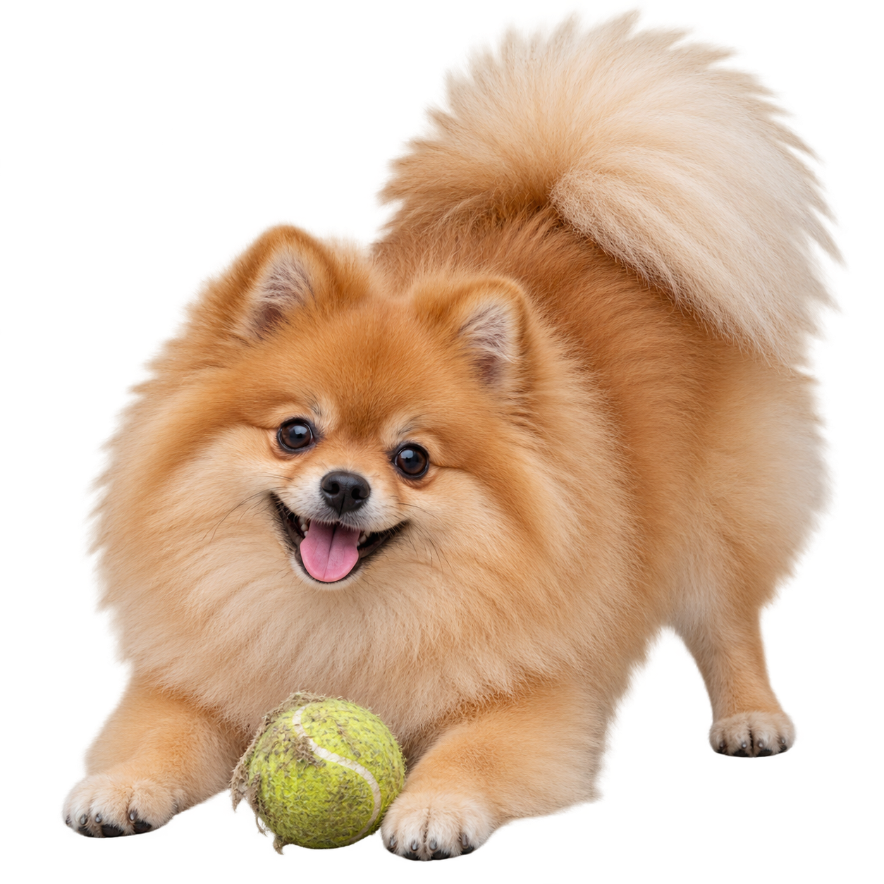 Pomeranian.png