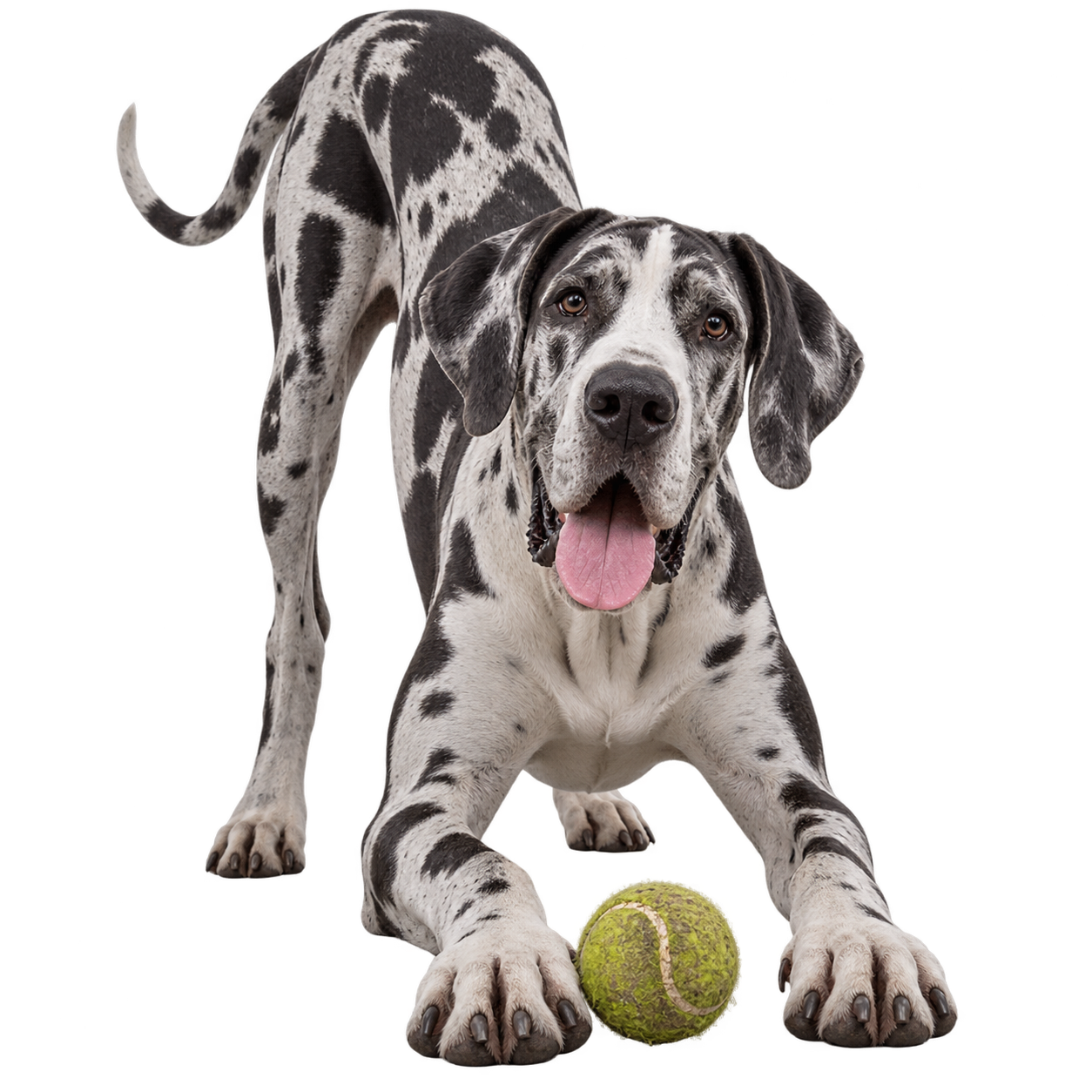 Great Dane.png