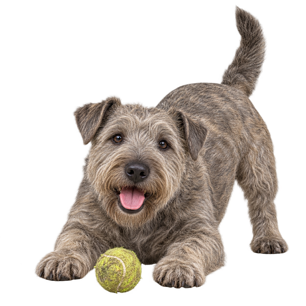 Glen of Imaal Terrier.png