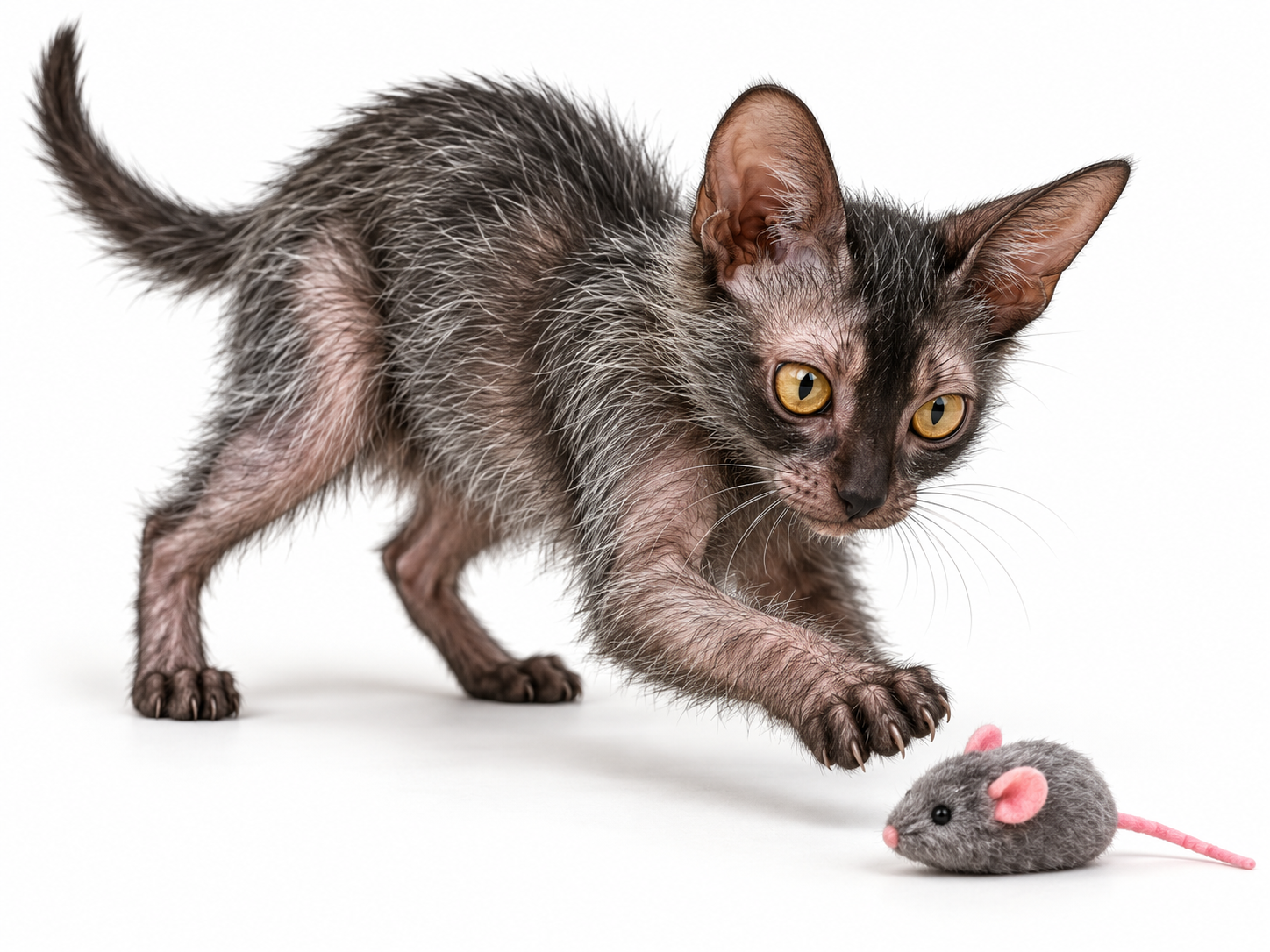 Lykoi.png