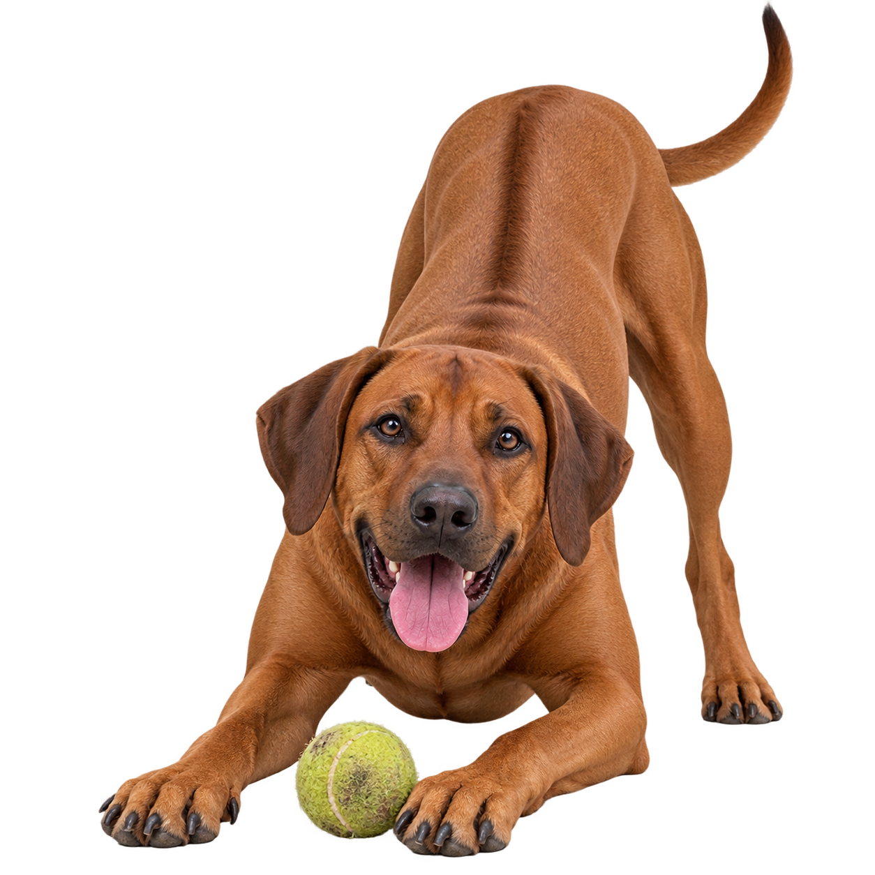Rhodesian Ridgeback.png
