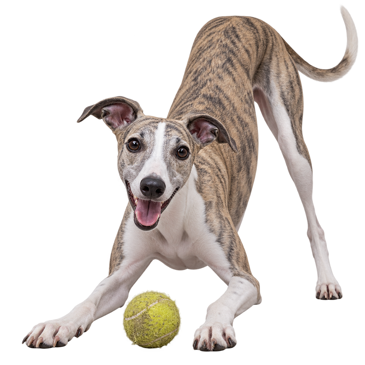 Whippet.png