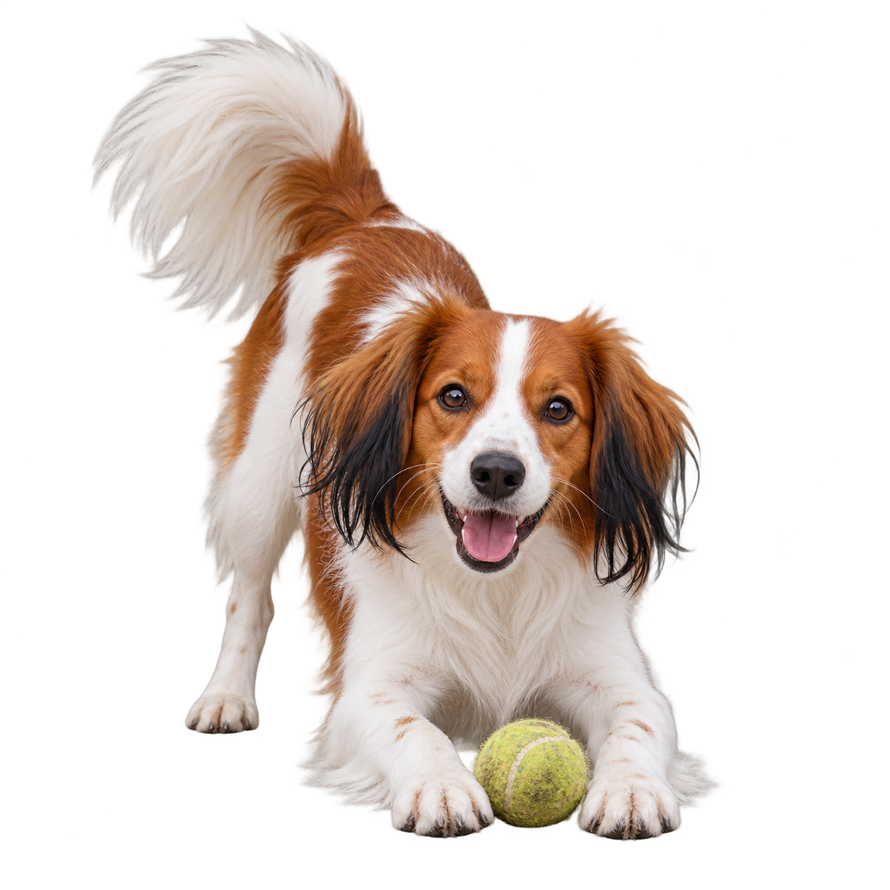 Nederlandse Kooikerhondje.png