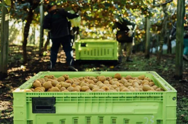kiwifruit harvest, bigger yeild, gold kiwifruit, wet pollen application, bigger ogr, specialists in background