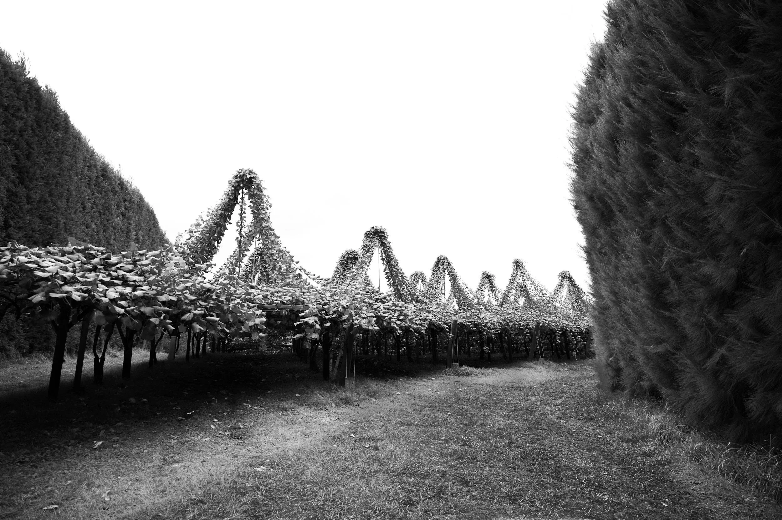 kiwifruit orchard, black and white photo, kiwifruit pollination