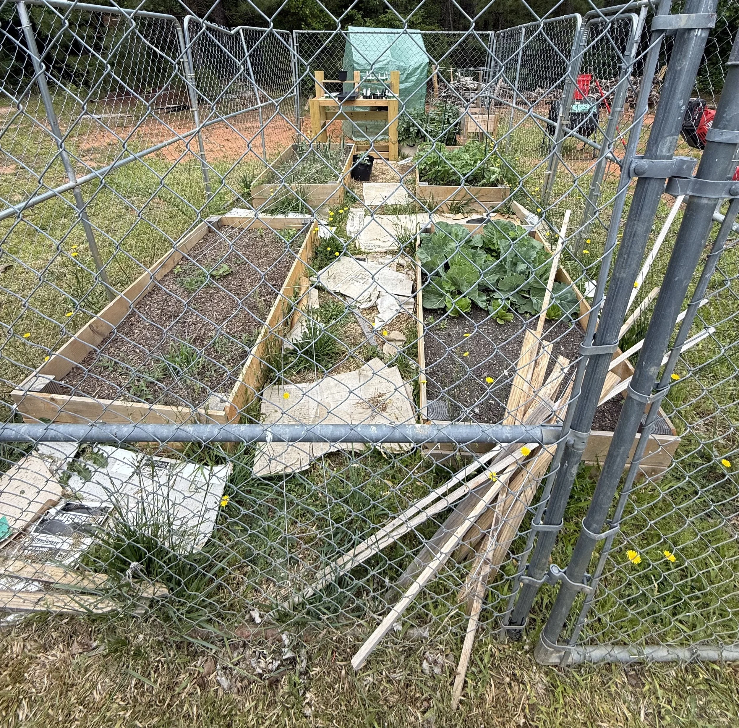 garden before correct.jpg
