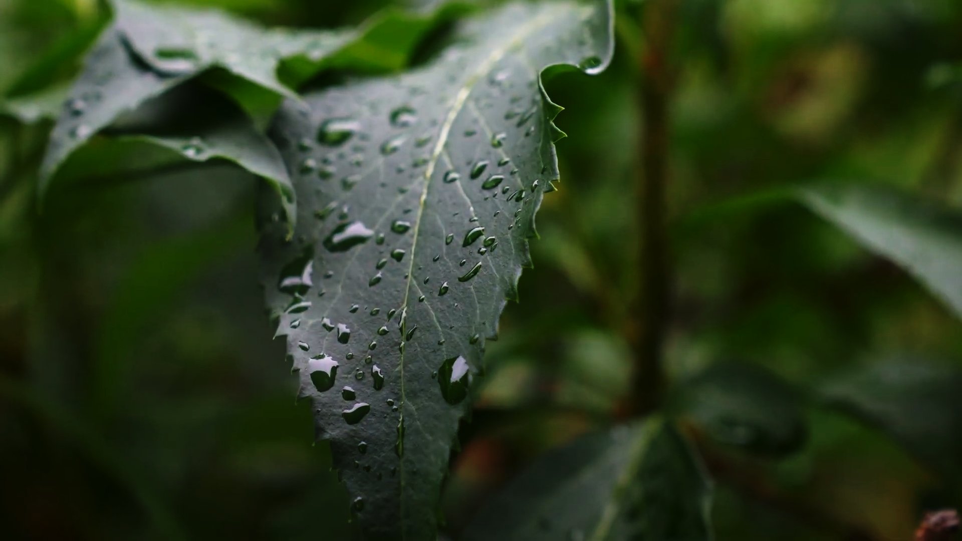 Leaf.jpg