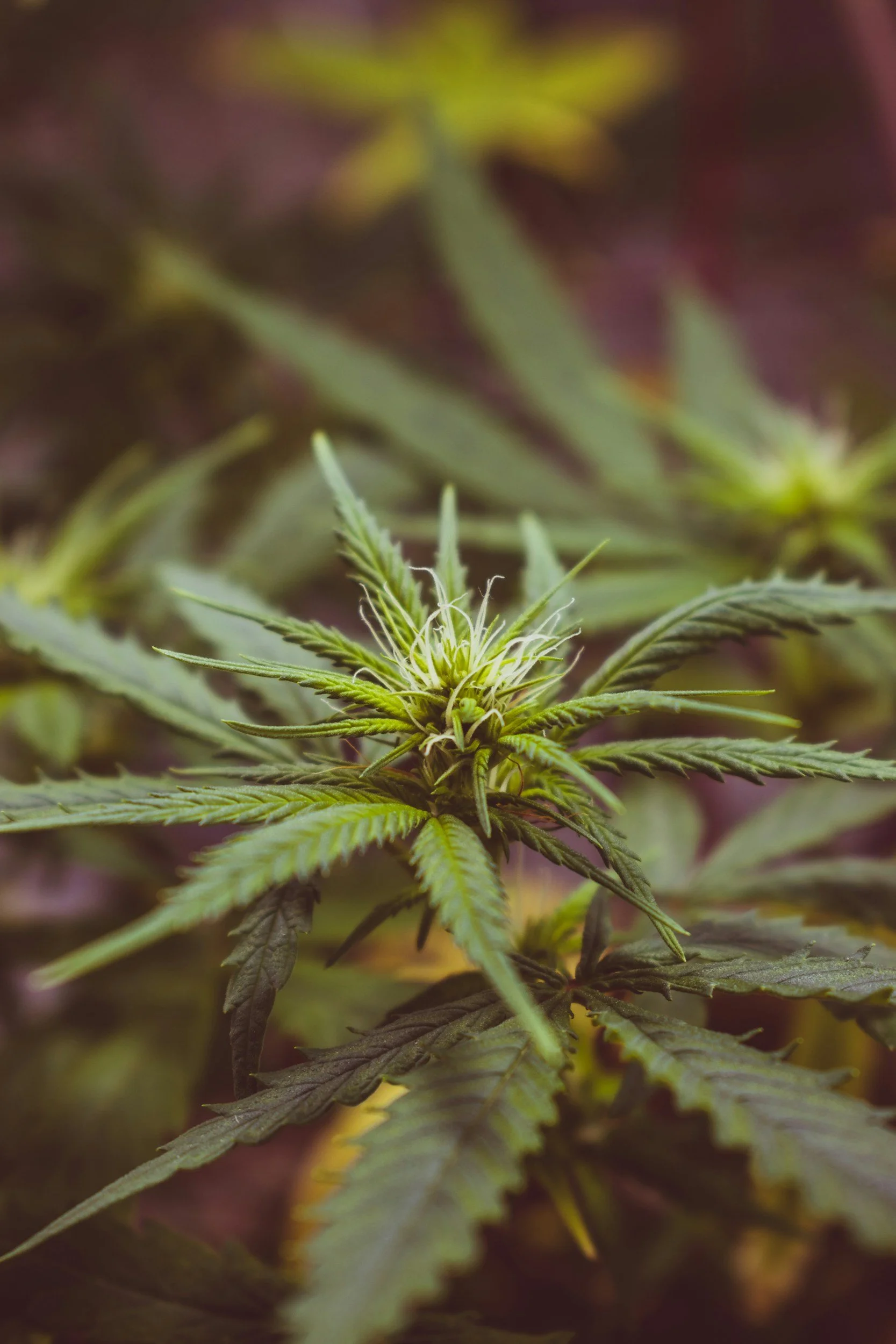 Cannabis and Marriage: When Legal Doesn’t Mean Fine