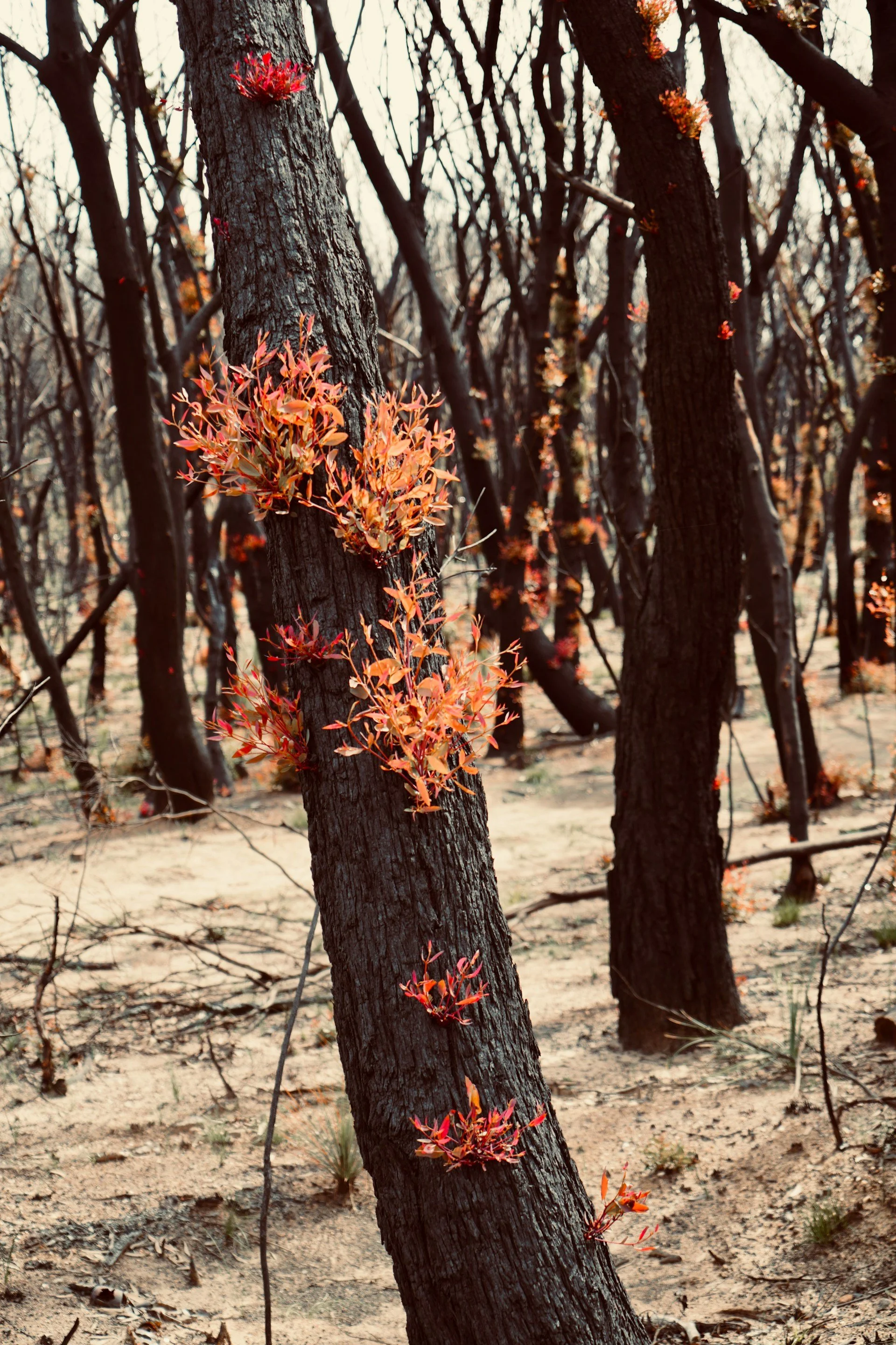 A forest of blackened, charred tree trunks with orange-red new growth and shoots sprouting from the dark tree bark.