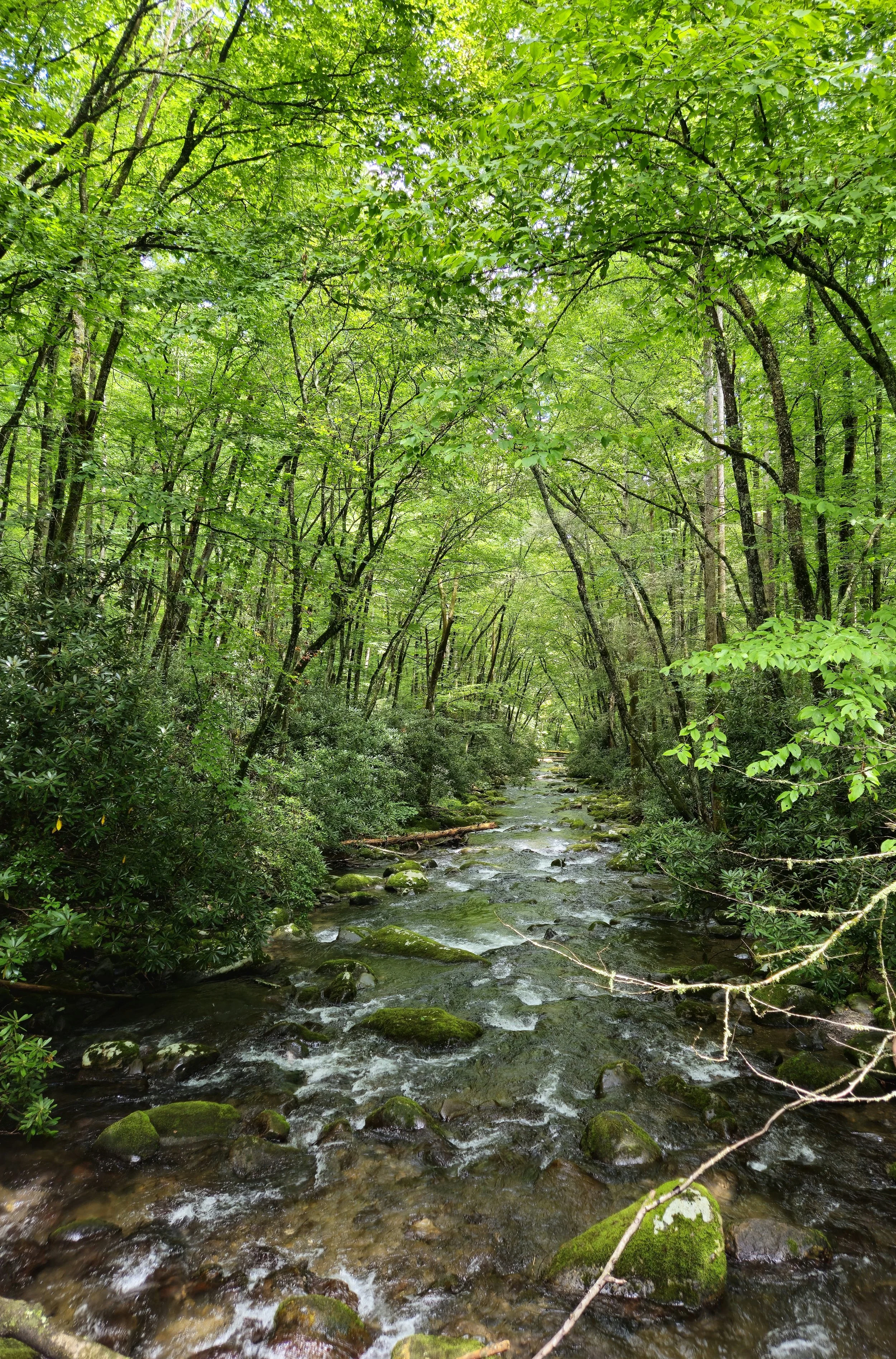 A lush green forest with a small stream flowing through it, surrounded by trees with bright green leaves.