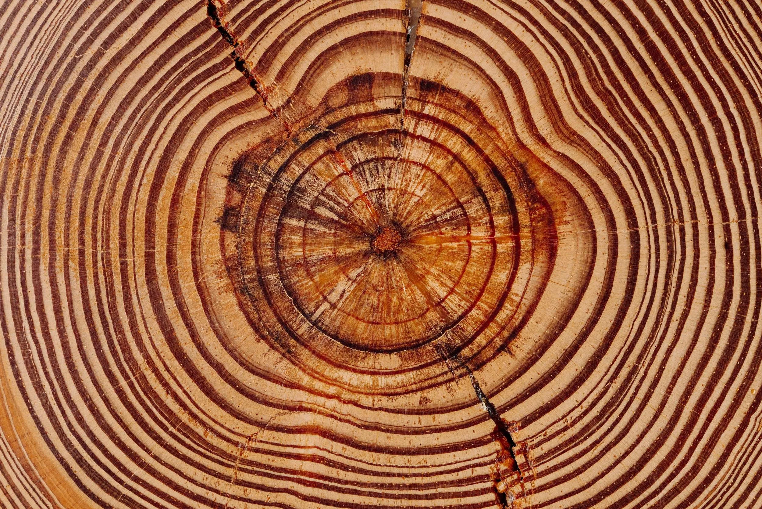 Close-up photograph of tree rings on a cross-section of wood, showing concentric growth rings and natural cracks.