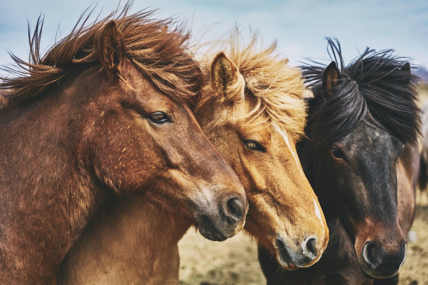 Run with the Horses
