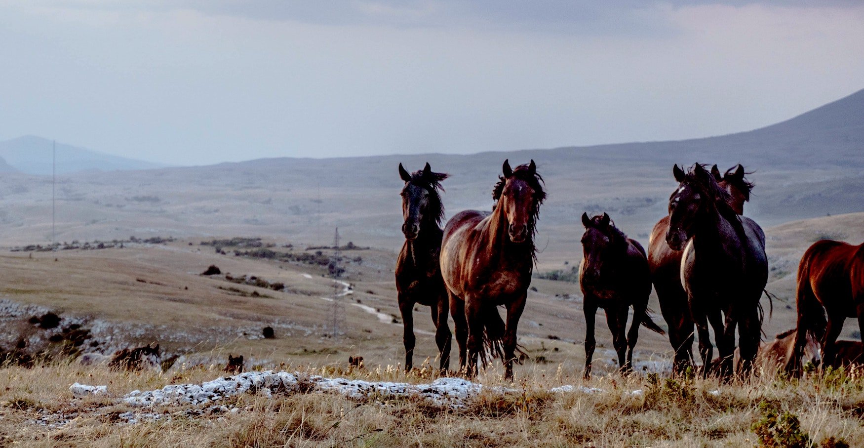 RUN WITH THE HORSES PART II