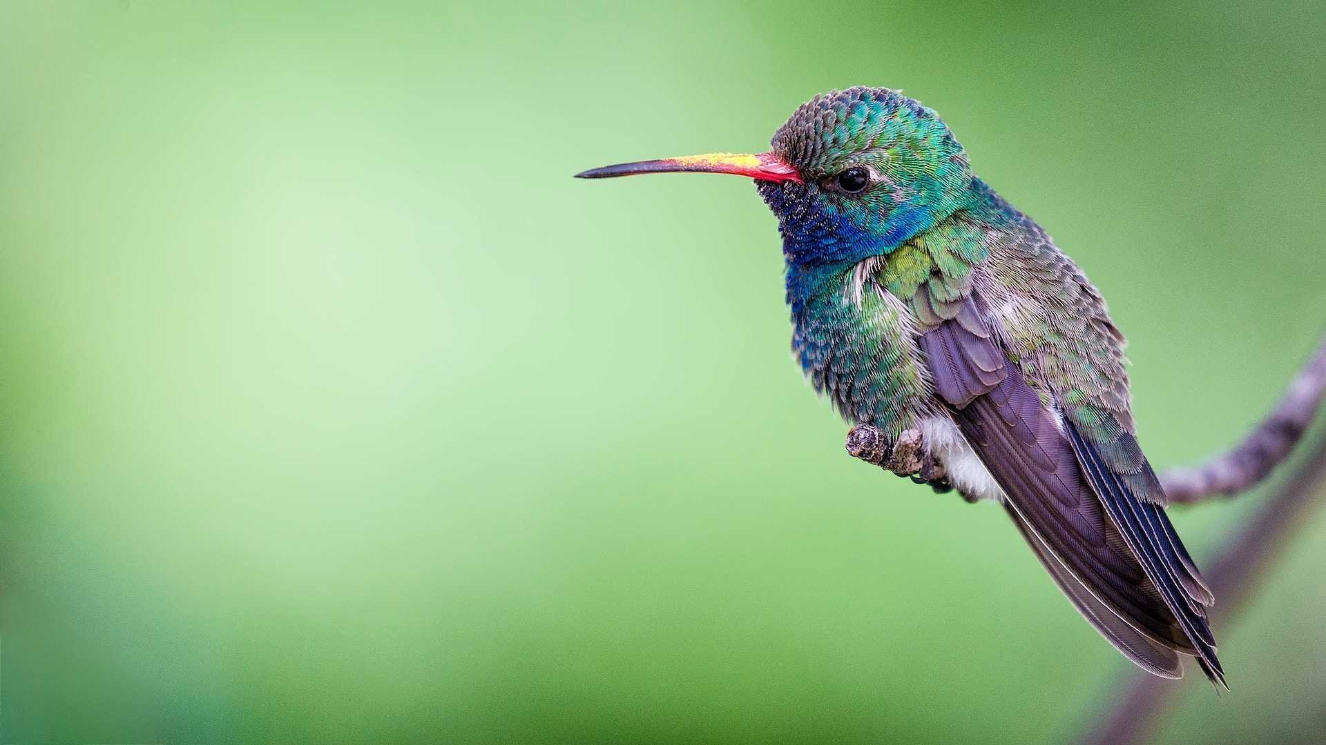 Learning to Fly