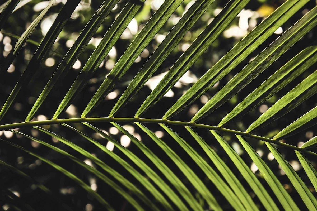 The Triumphal Entry // Only What is Crucified Can be Resurrected