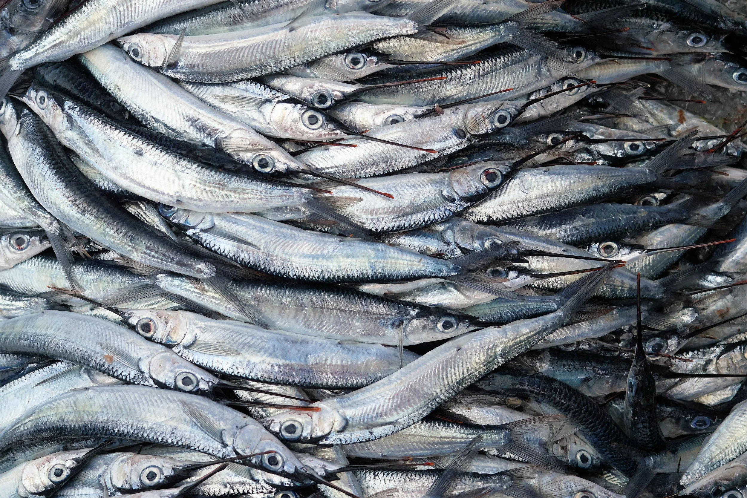Fishers of Men