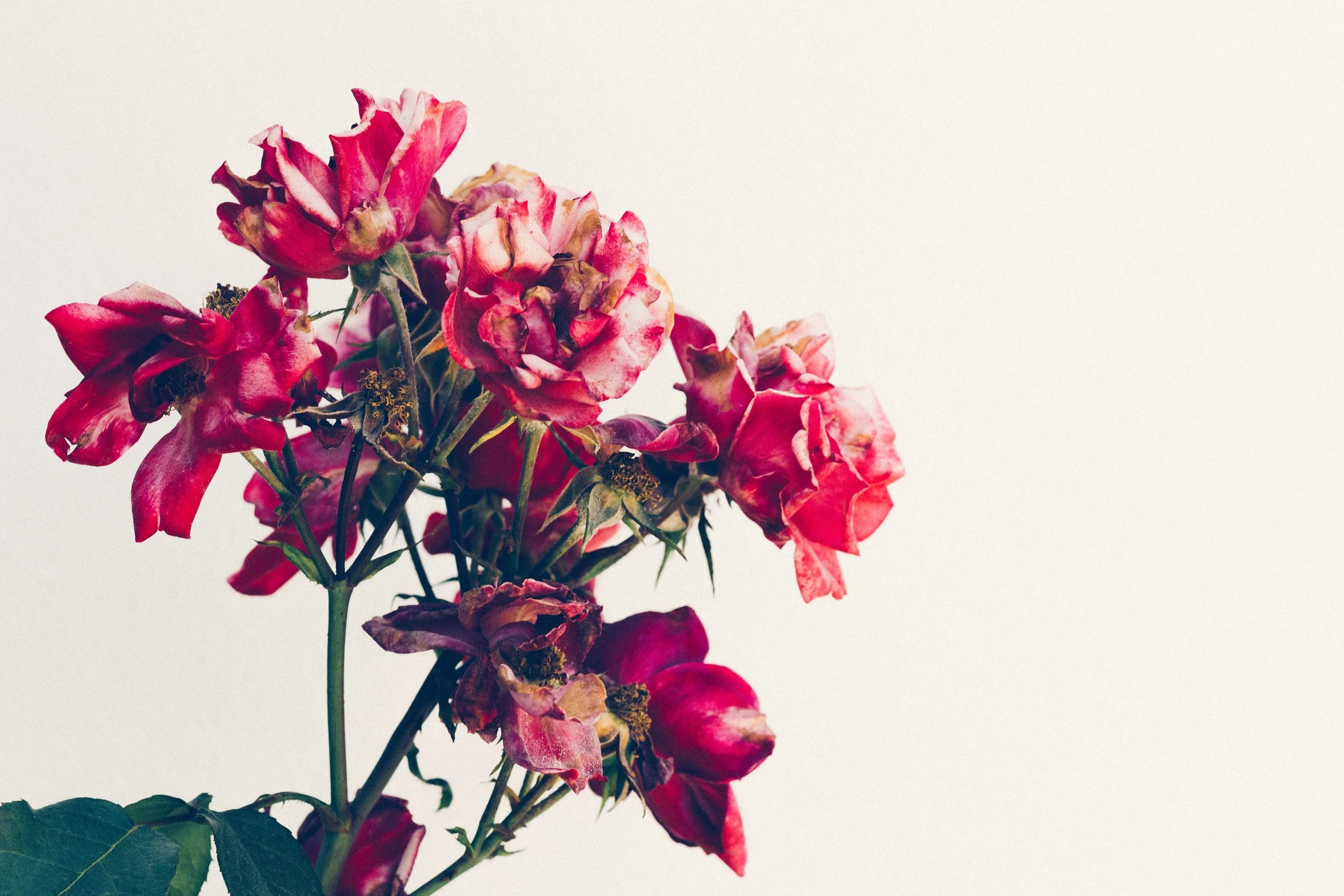 A beauty that never ends
