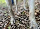 Dog Paws.jpg