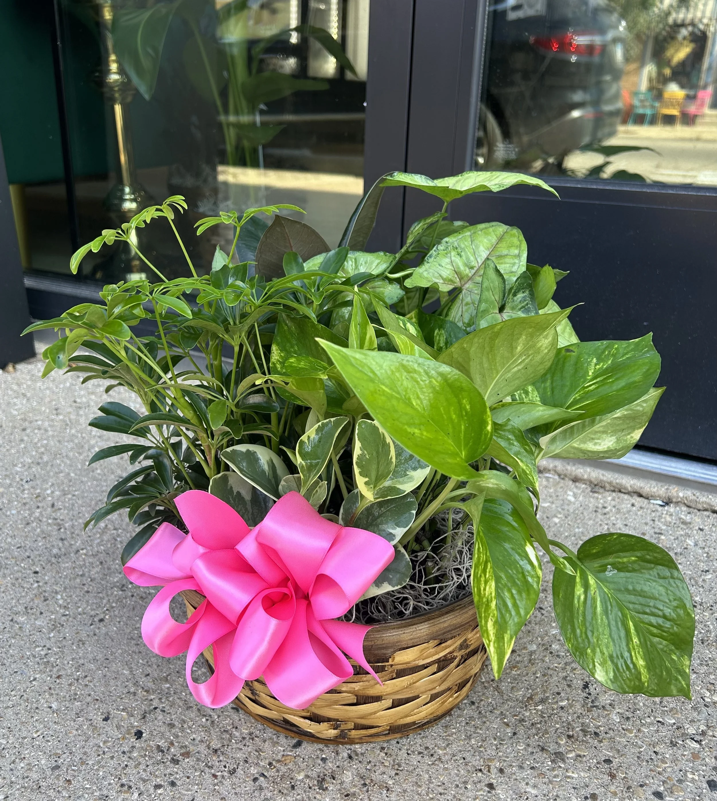 Dish Garden