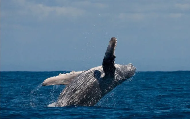 The Ultimate Guide to Whale Watching on the Coffs Coast