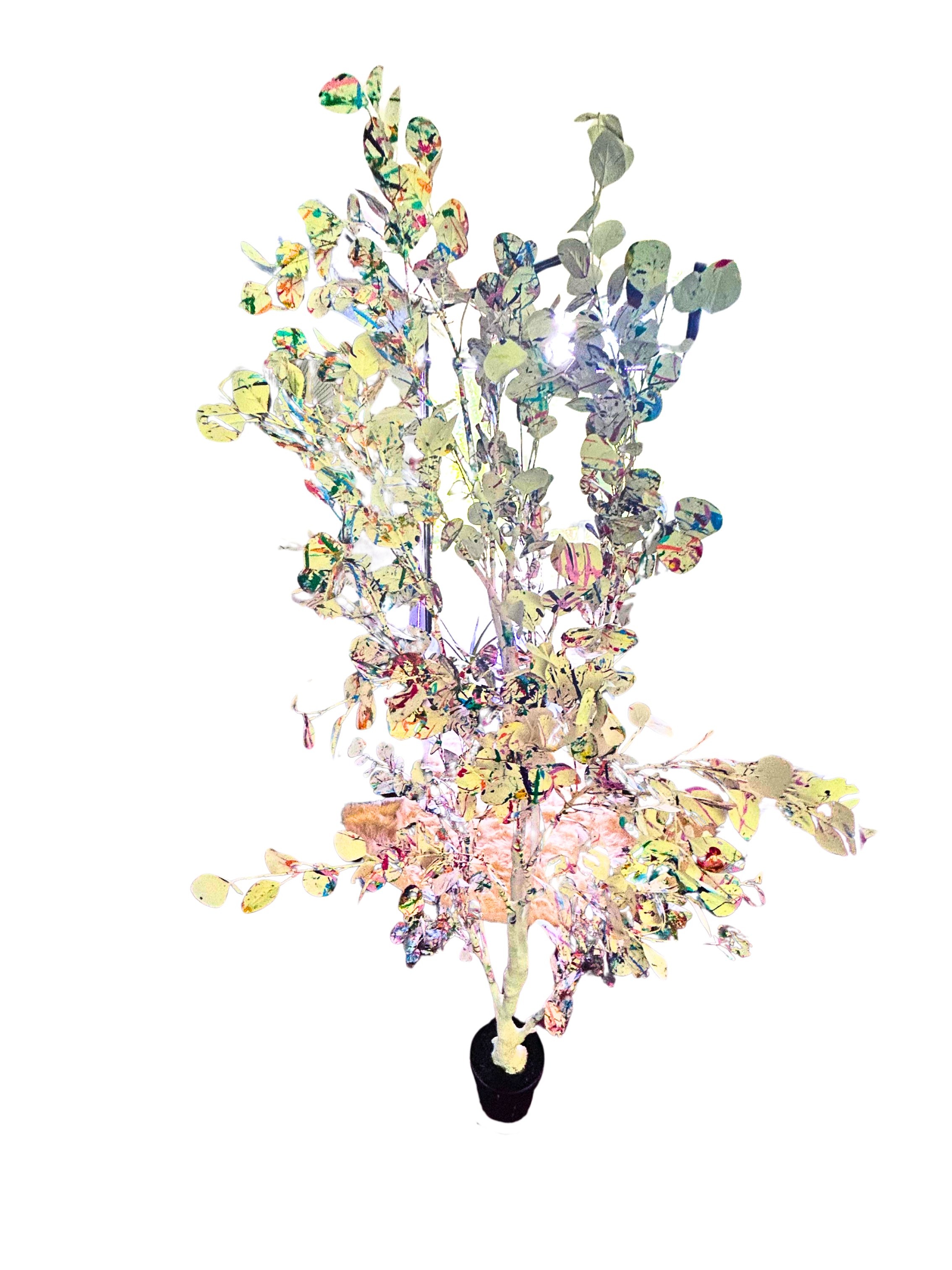 Jackson Pollock Eucalyptus Tree: 6 Feet Height