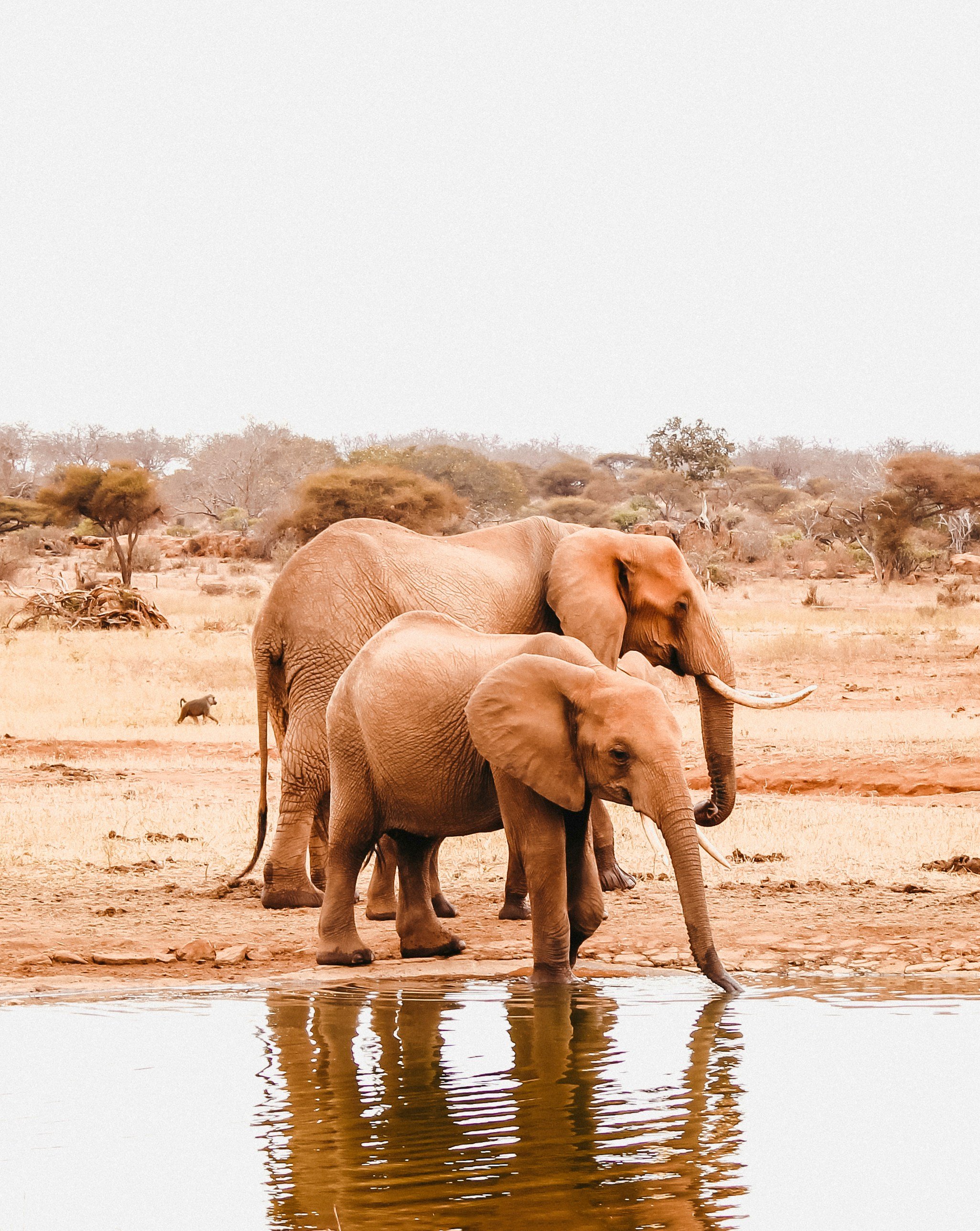 Multiple elephants standing at a watering hole in a dry landscape with trees in the background.