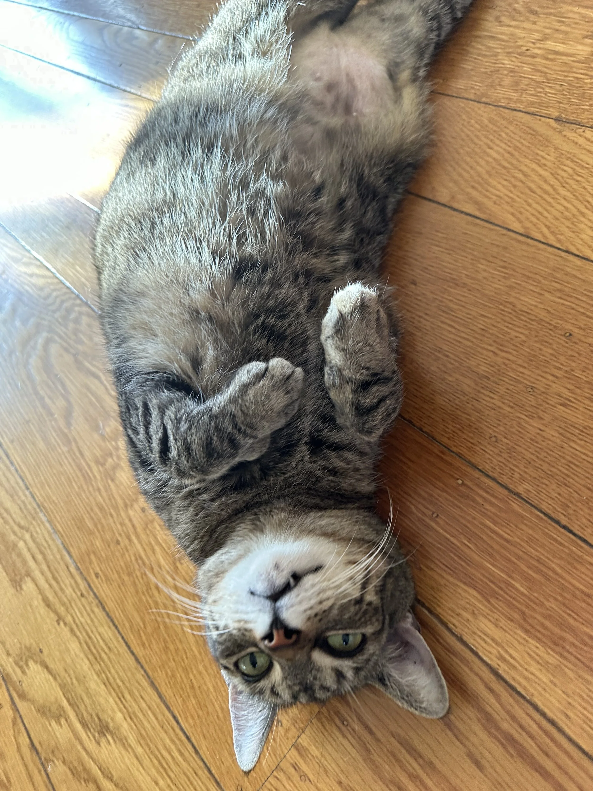 IMG_7558.jpeg