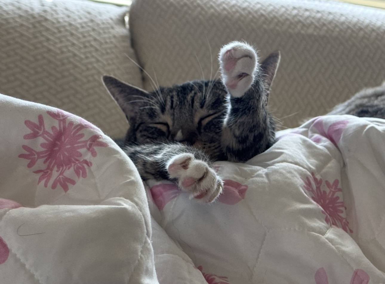 Kittycat.png