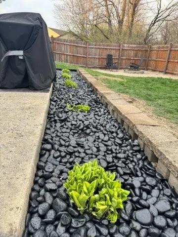 Landscape gardening with green plants in a black pebble garden bed next to a concrete patio, with a wooden fence and trees in the background.