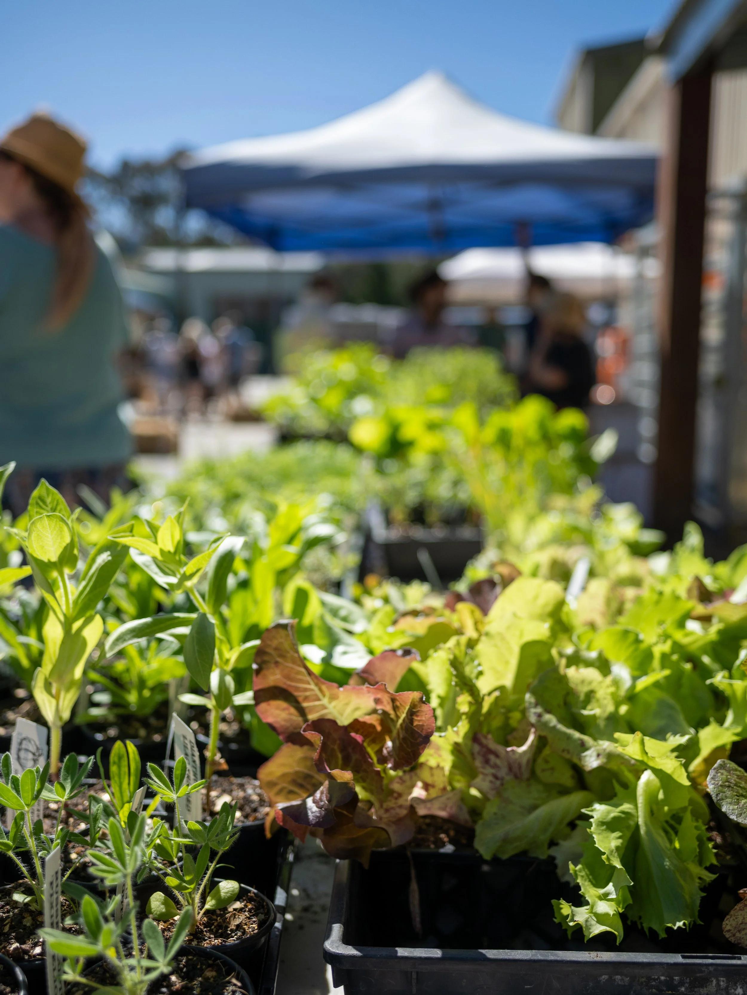 Seedlings
