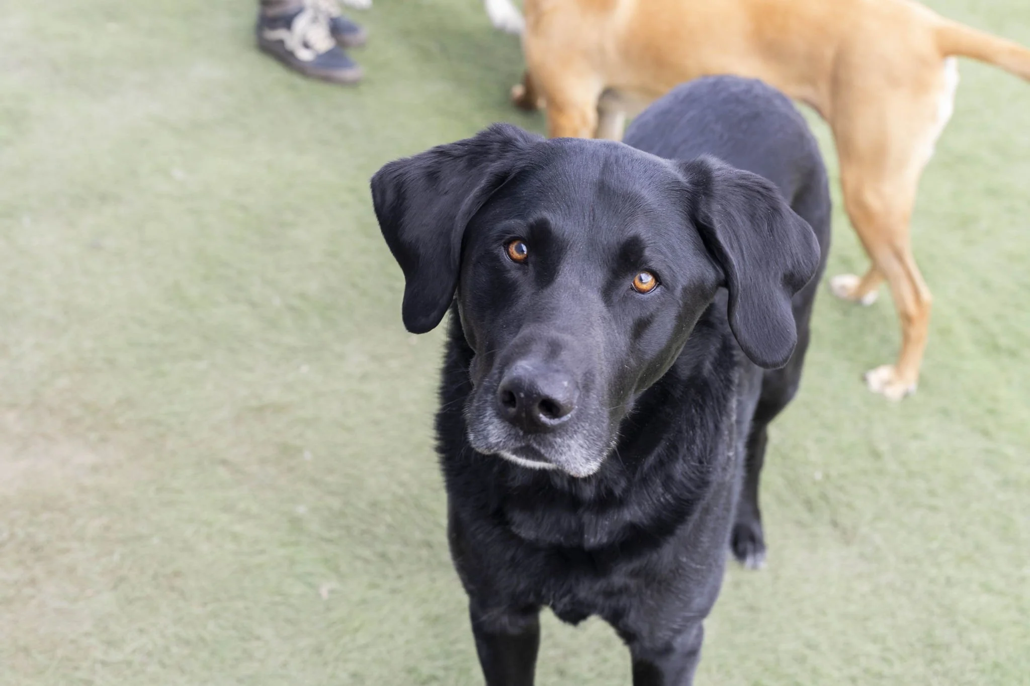 Black dog at The Dog Ranch