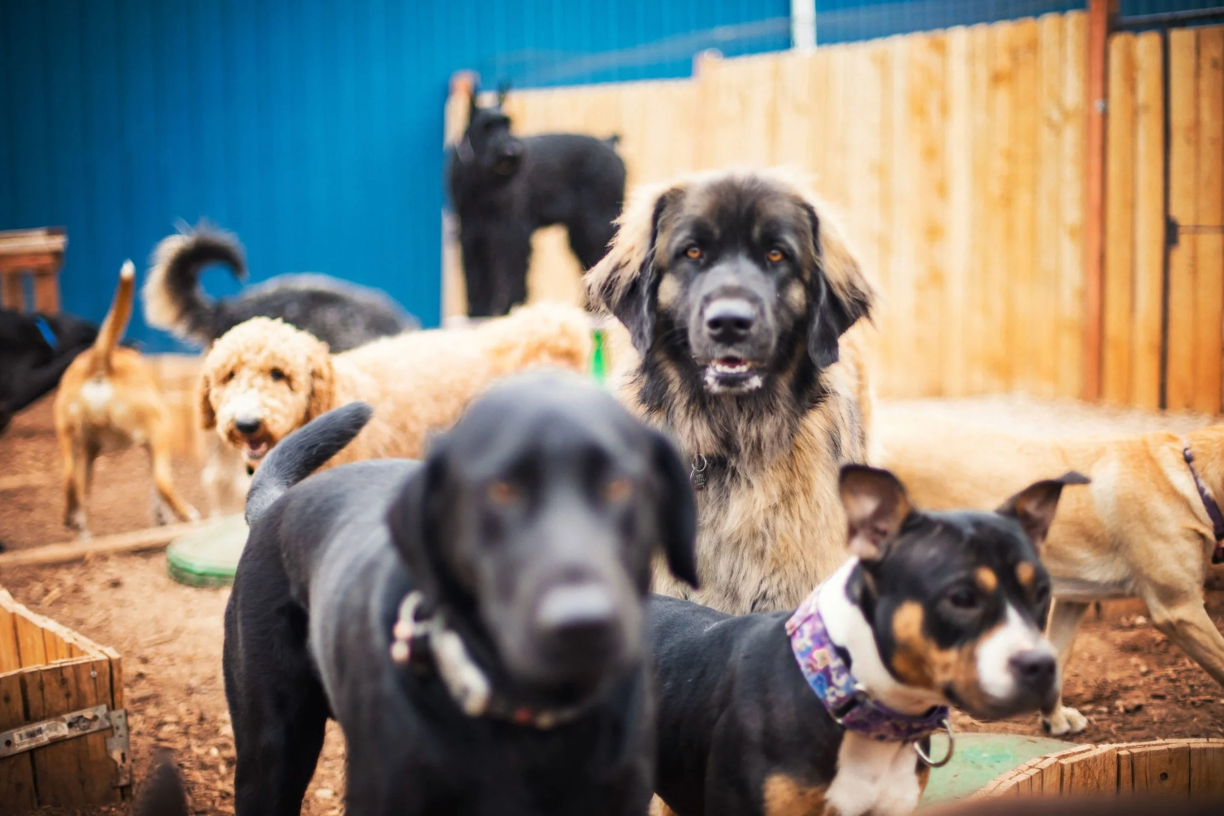 20-12-10_The-Dog-Ranch_Sunnybrook-Photo_0190-scaled.jpg