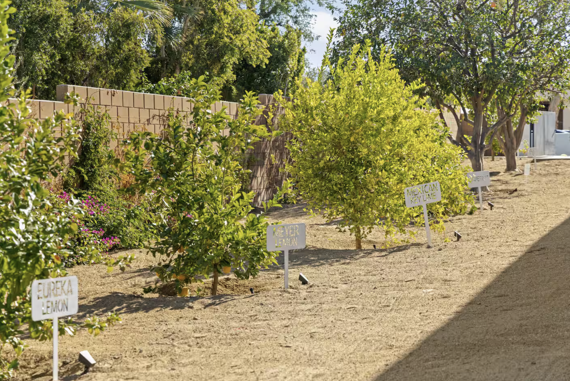 Rows of citrus trees with small white signs labeling different varieties, such as Eureke Lemon, Never Lemon, Mexican Key Lime, and other types, in a backyard or garden area with sandy soil and lush green foliage in the background.