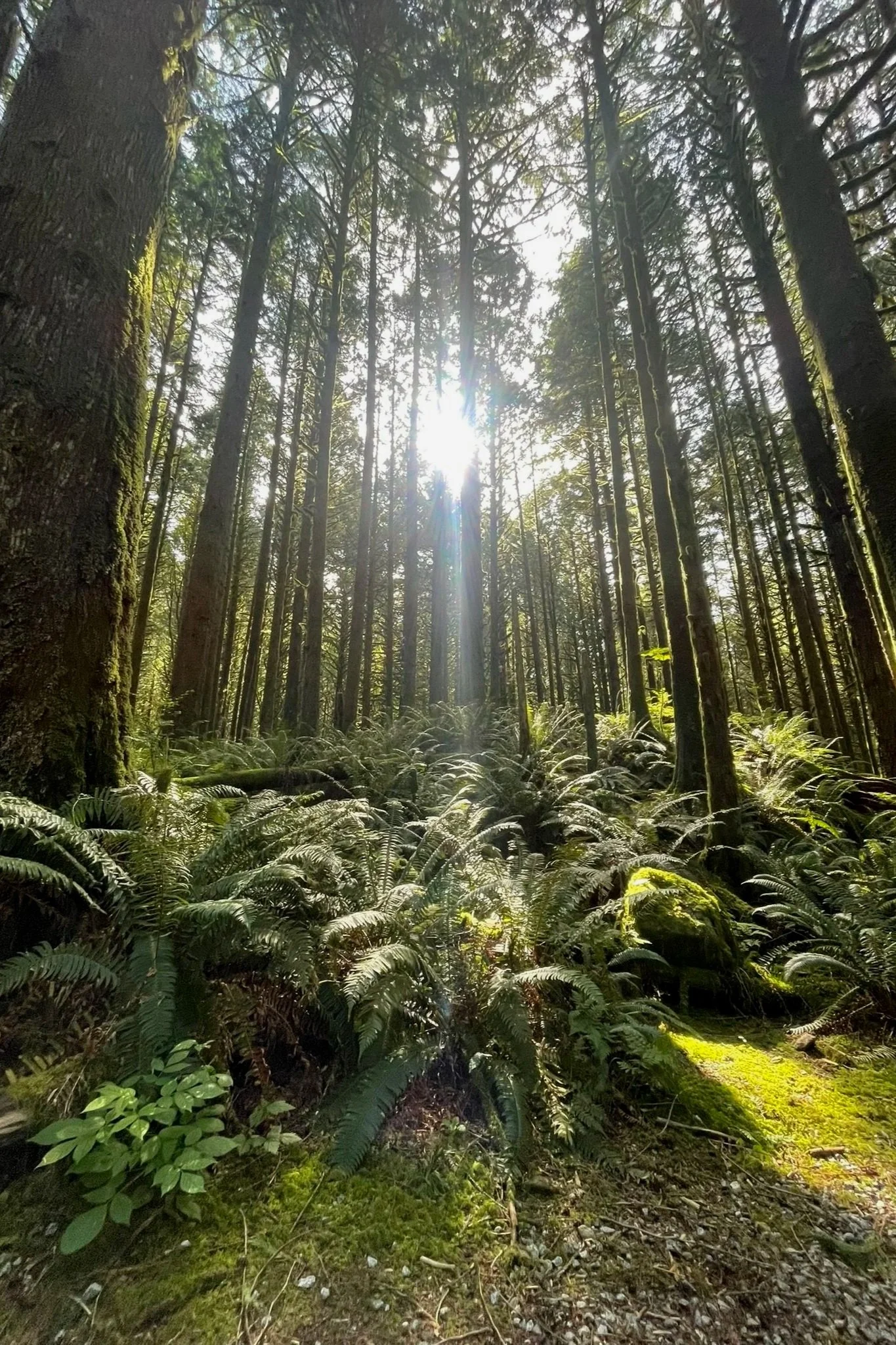 Sunlight filtering through a peaceful forest, representing healing, growth, and emotional well-being.