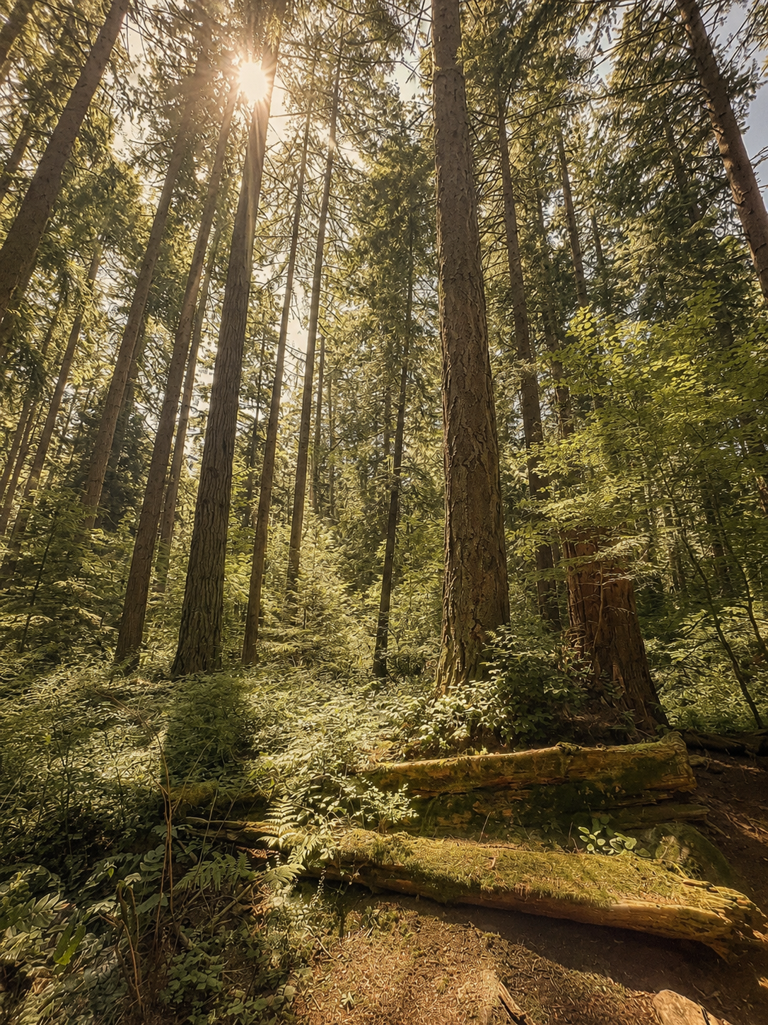 Sunlight filtering through a mature forest, representing safety, connection, and healing through secure relationships.