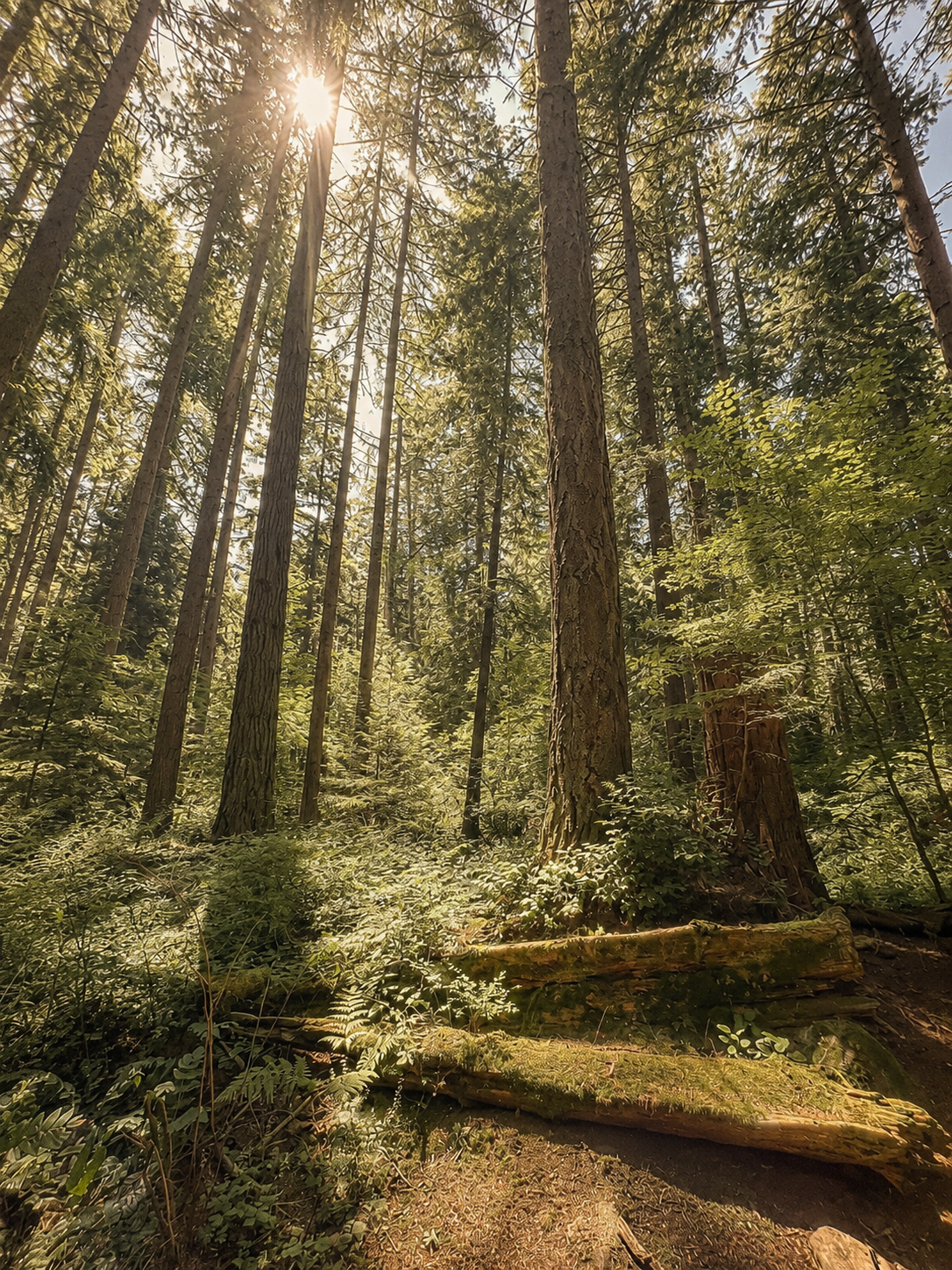 Sunlight filtering through tall forest trees, representing healing, trust, and secure attachment.