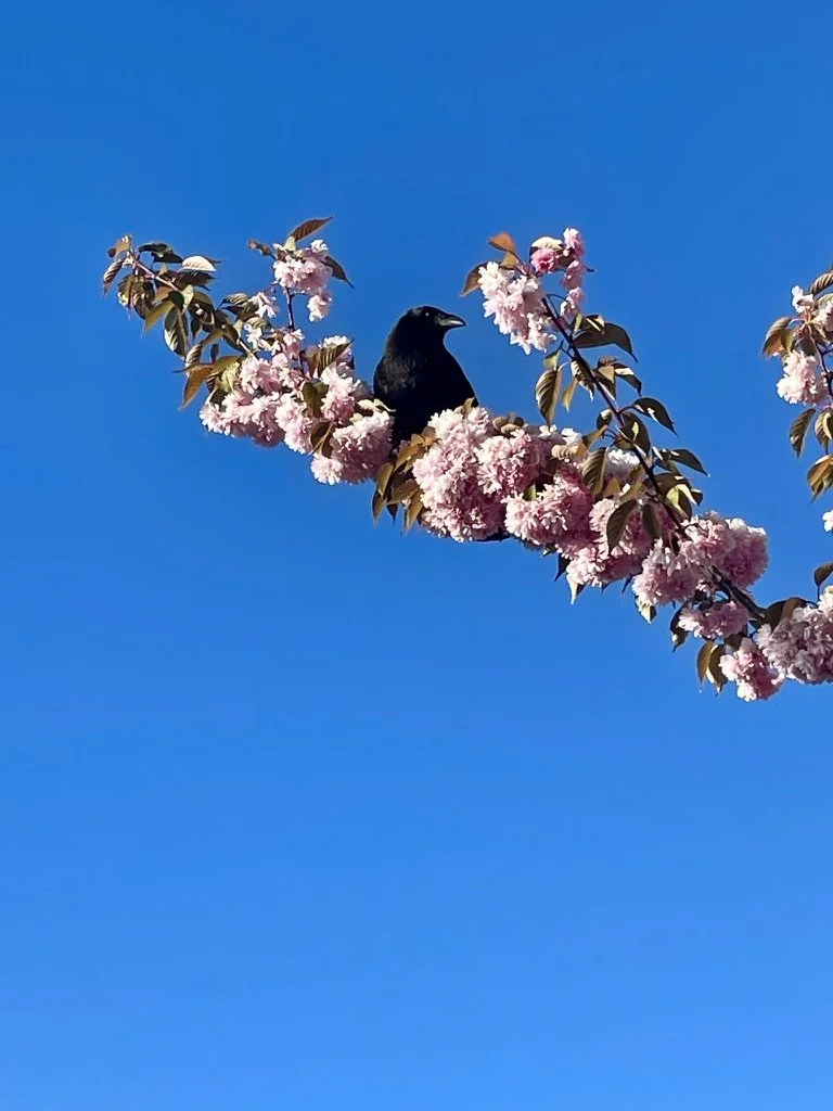 Crow resting among blooming cherry blossoms beneath a blue sky, representing hope and the beginning of the healing journey.