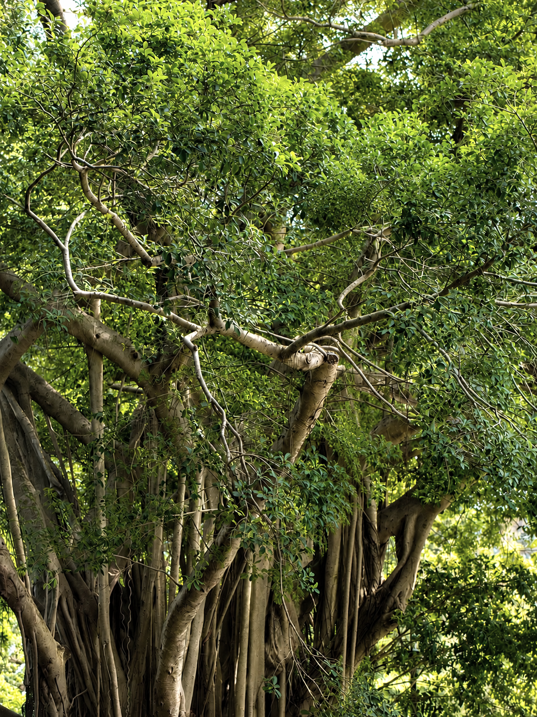 A mature tree with intertwined branches, representing the interconnected parts of the self in Internal Family Systems (IFS) therapy.