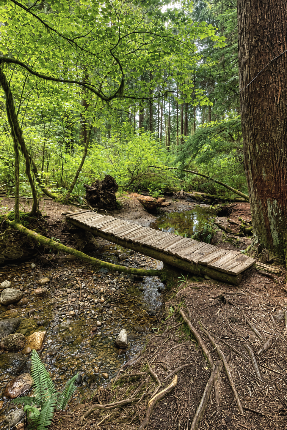 A wooden bridge crossing a forest stream, symbolizing connection, trust, and secure relationships.