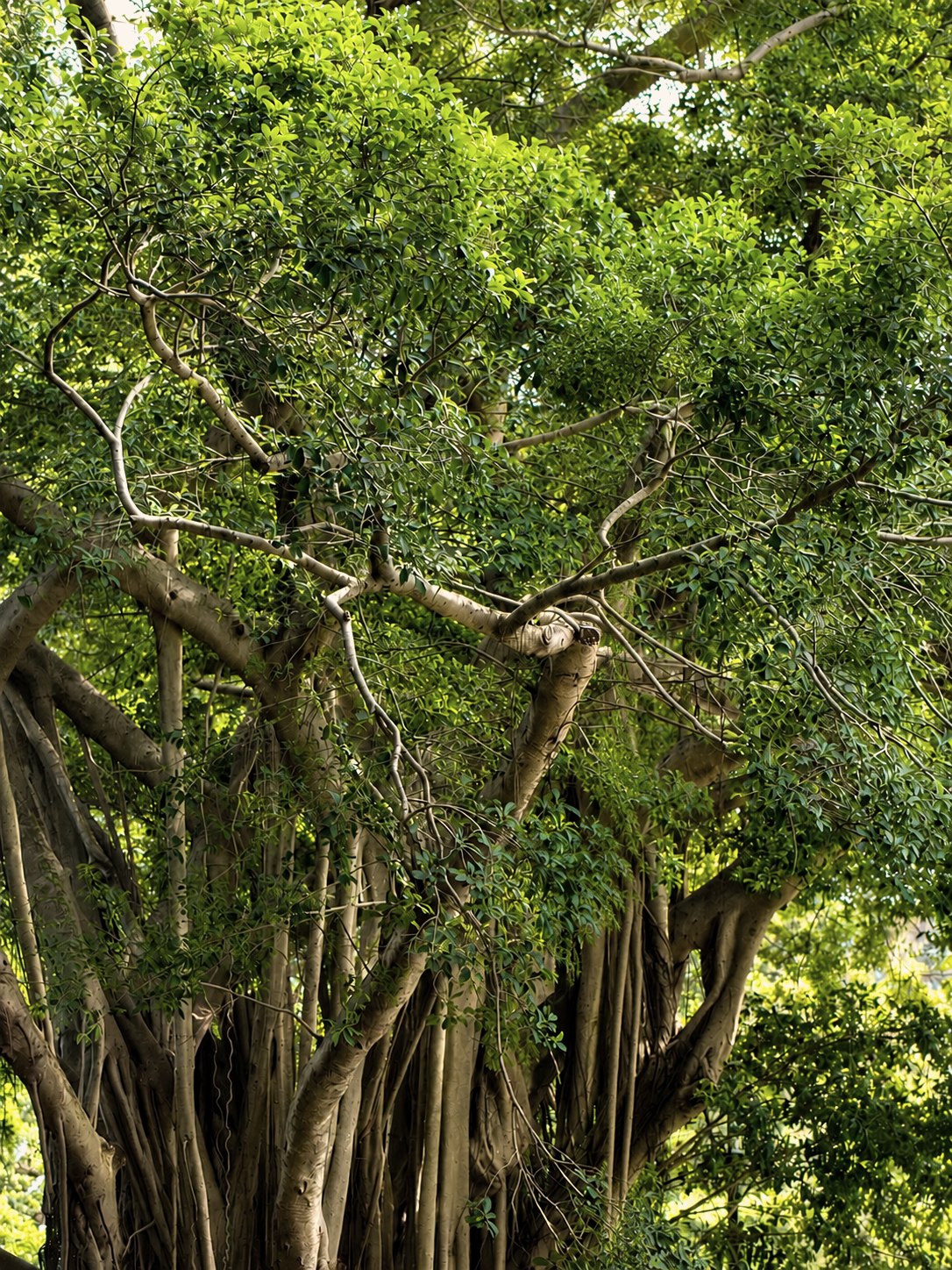 Intertwined tree with multiple trunks, representing the interconnected parts of the self in Internal Family Systems (IFS) therapy.