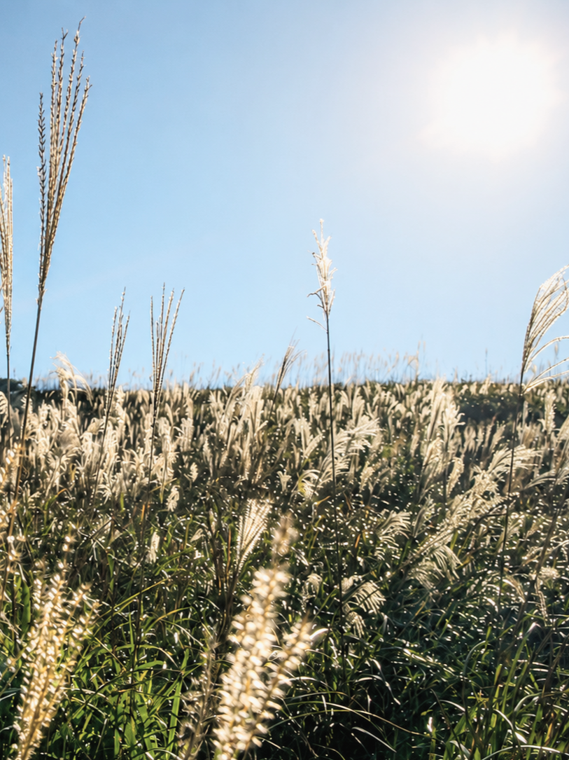 Tall grasses swaying in sunlight, symbolizing calm and emotional regulation.