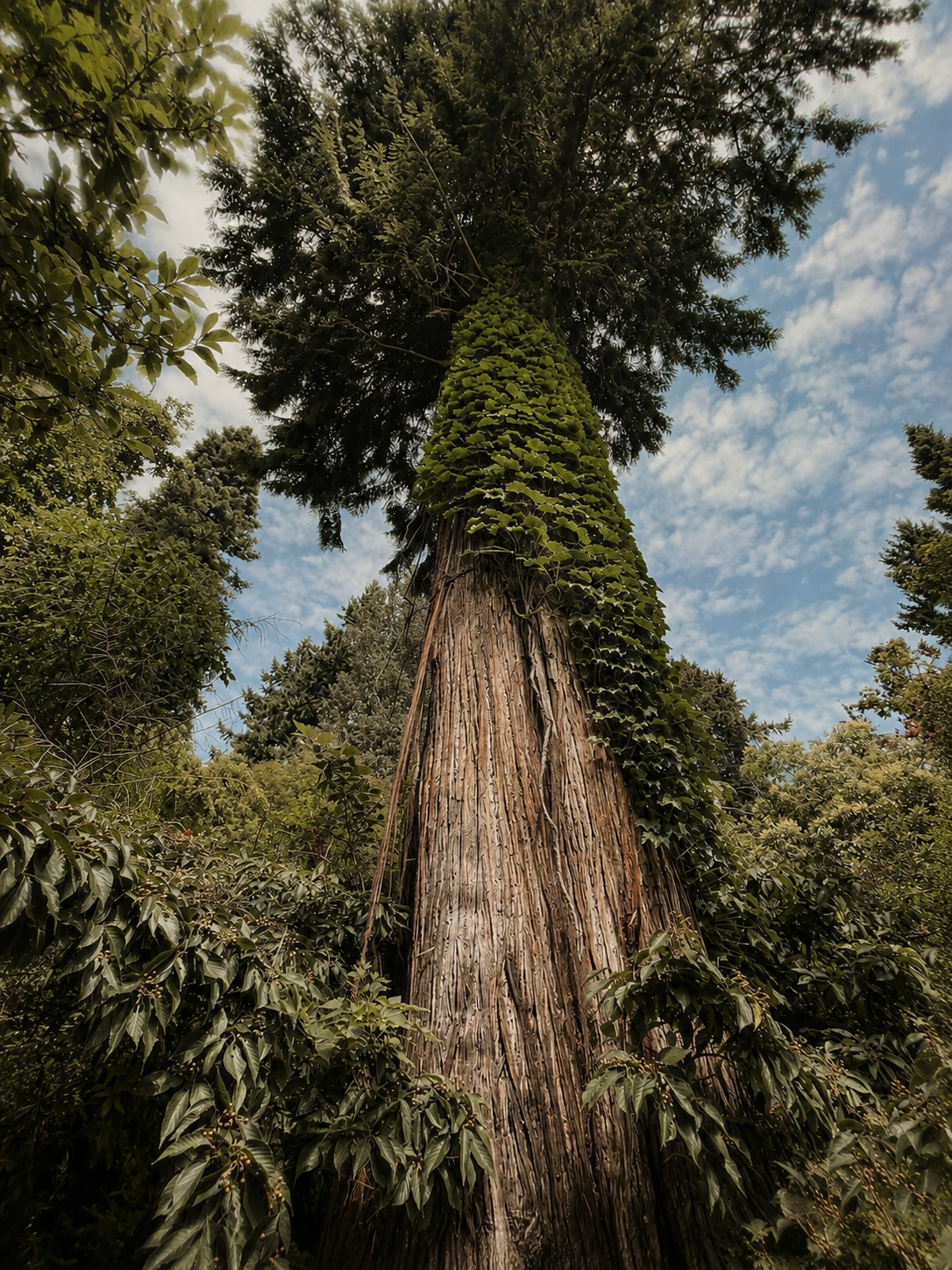 Mature tree rooted among surrounding forest, symbolizing connection, belonging, and healthy attachment.