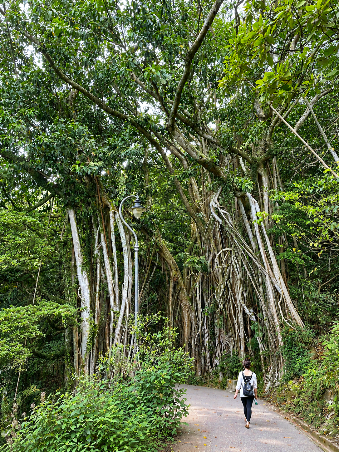 Forest pathway beneath mature banyan trees, representing walking alongside clients through healing and change.