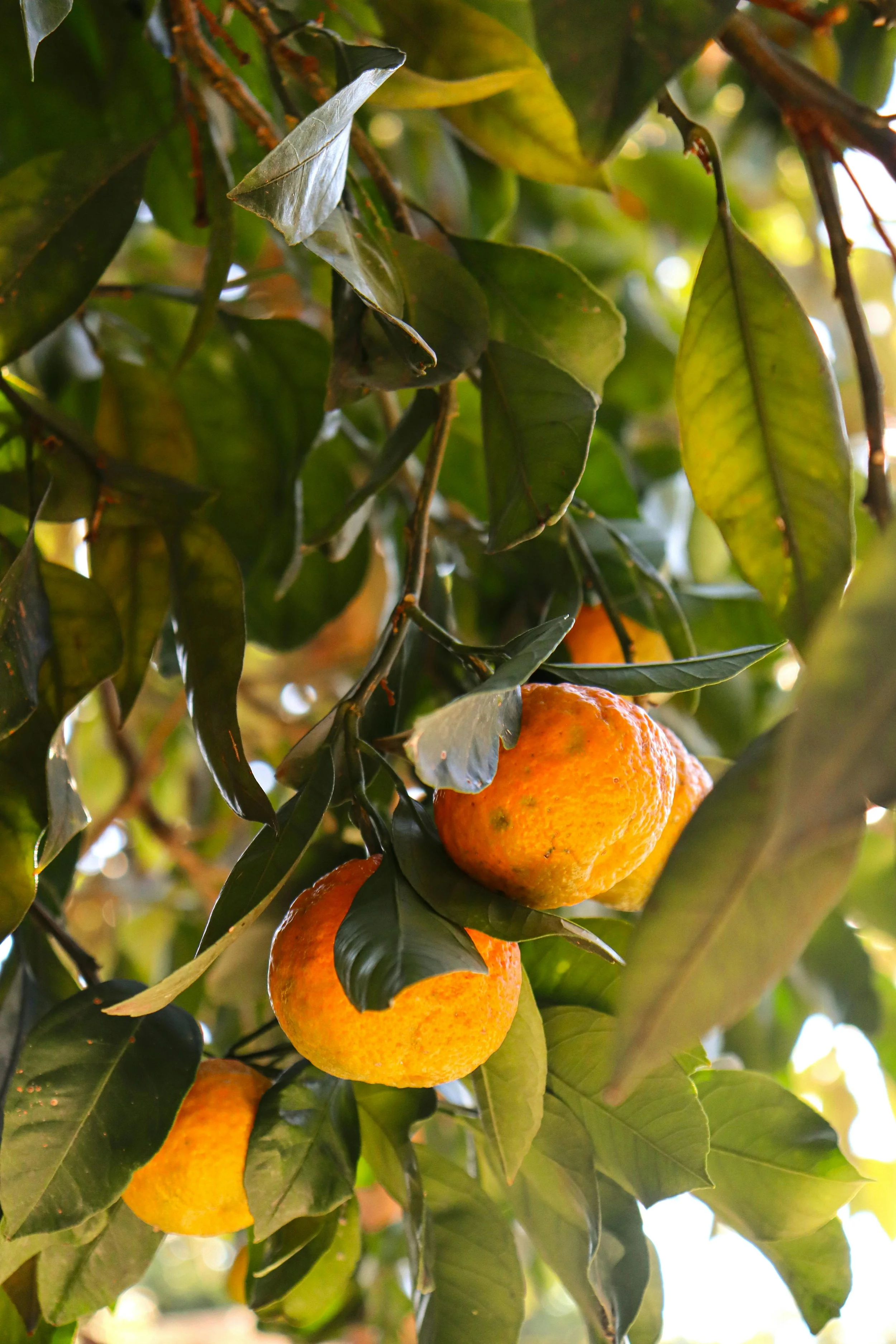 Orange fruits growing on a tree with green leaves.